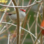 rbfinch in twigs resize - 1415.jpg