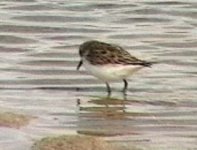 little_stint.jpg