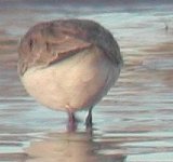 Rock pipit - littoralis.JPG