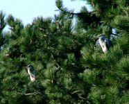 herons-in-trees.jpg