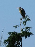 heron-on-tree.jpg