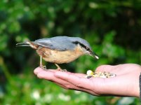 Stevens-nuthatch.jpg