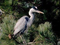 Grey Heron 0923.jpg