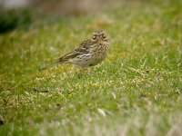 Meadow Pipit 0954.jpg