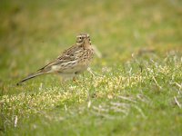 Meadow Pipit 0956.jpg