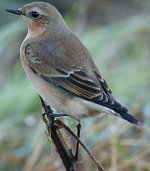 WHEATEAR2.jpg