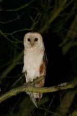 barnowl.jpg