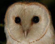 barnowlcloseup.jpg