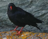 chough.jpg