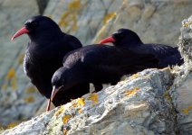 choughs.jpg