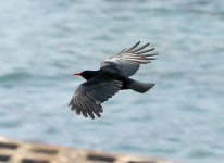 flying chough.jpg