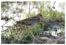 Pintail-Snipe-01.jpg