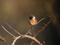 stonechat3489.jpg