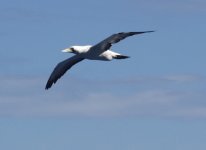 unknown Caribbean sea bird.jpg