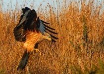 Hovering-Red-Kite.jpg