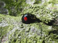 copy of kidney-spot ladybird1.jpg