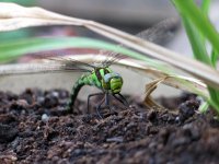 southern hawker1.jpg