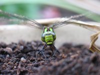 southern hawker2.jpg