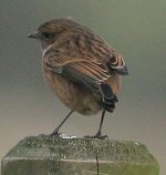 stonechat 3.jpg