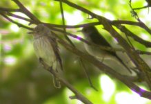 spotted flycatcher crom june 06.jpg