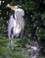 grey heron with young june 06 bl.jpg