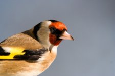 goldfinch354web.jpg