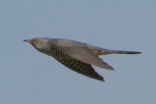 cuckoo050506b.jpg