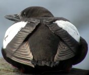 black guillemot giles quay aug 06.jpg