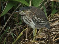 GreenHeron.jpg