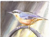 nuthatch.JPG