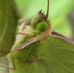 clouded yellow.jpg