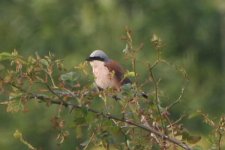 rbshrike070606d.jpg