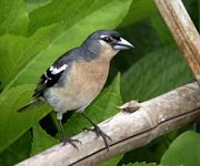 Chaffinch2.jpg