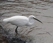 Egretta-garzetta.jpg