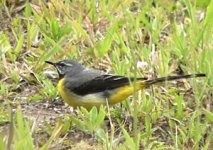 Motacilla-cinerea-patriciae.jpg