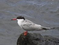 Sterna-hirundo.jpg