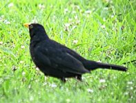 Turdus-merula-azorensis.jpg