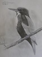 W B Kingfisher.jpg