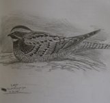 Large Tailed Nightjar.jpg