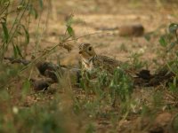 Three-banded Courser.jpg