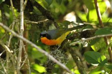 Black-fronted Bushshrike.jpg