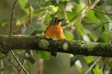 Orange Ground-Thrush.jpg