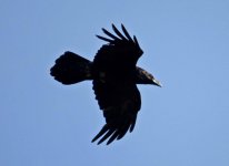 Raven corvus corax 1 Ipsilou Lesvos 14051220120925_LQ.jpg