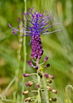 a Tassel Hyacinth (muscari comosum) LQ.jpg