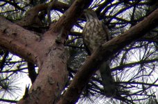 DSCN3592 Crested Goshawk - digibinned.jpg