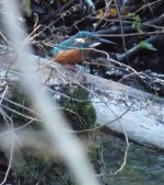 Woodgate Valley Kingfisher side.jpg