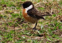 509stonechat.jpg