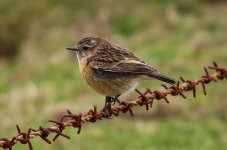 510stonechat(Female).jpg