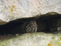 511littleowl.jpg