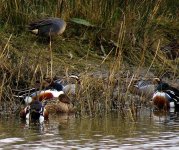 519garganey.jpg